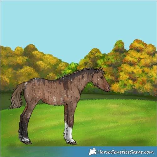 Horse Color:Liver Red Dun Sabino Tobiano Appaloosa Brindle 