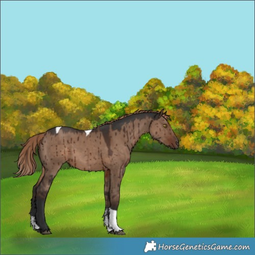 Horse Color:Liver Red Dun Sabino Tobiano Rabicano Brindle