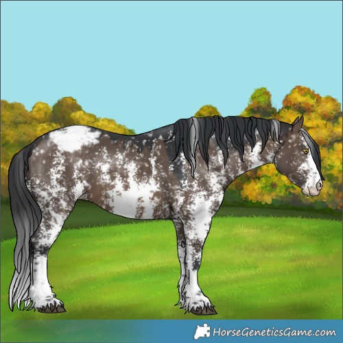 Horse Color:Brown Dun Sabino Snowcap Rabicano