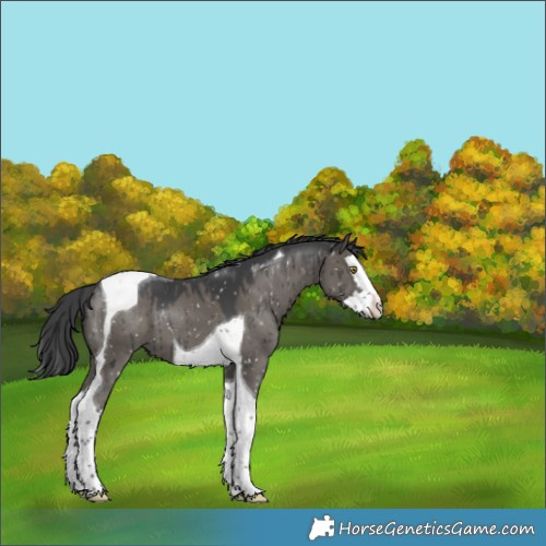 Horse Color:Grullo Splash Tobiano Appaloosa Brindle 