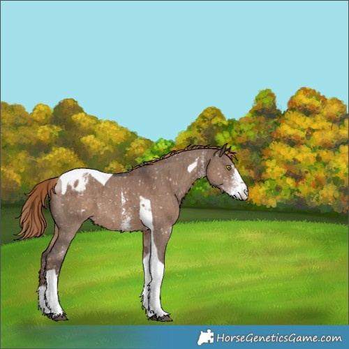 Horse Color:Liver Red Dun Sabino Tobiano Blanket Brindle 
