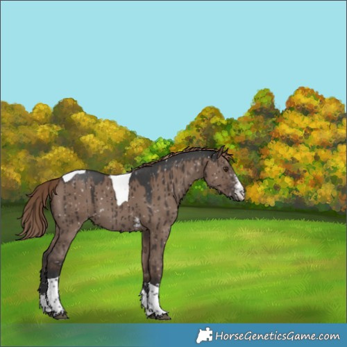 Horse Color:Liver Red Dun Sabino Tobiano Appaloosa Brindle