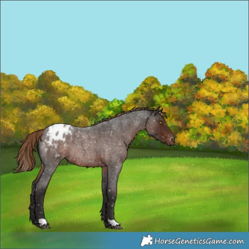 Horse Color:Liver Red Roan Blanket Rabicano 
