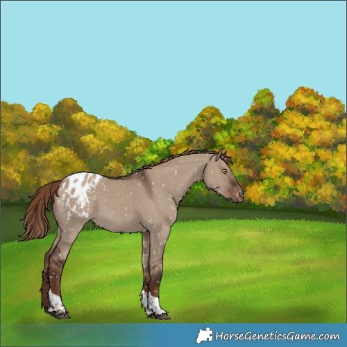 Horse Color:Liver Red Dun Tobiano Appaloosa 