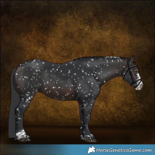 Horse Color:Brown Sabino Tobiano Appaloosa Rabicano 