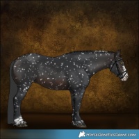 Horse Color:Brown Sabino Tobiano Appaloosa Rabicano