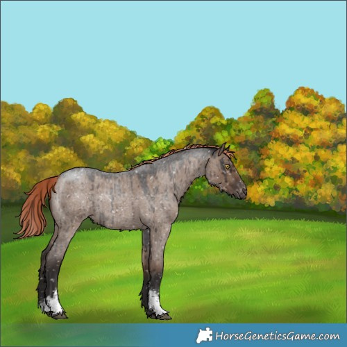 Horse Color:Liver Red Dun Roan Sabino Blanket Rabicano Brindle 