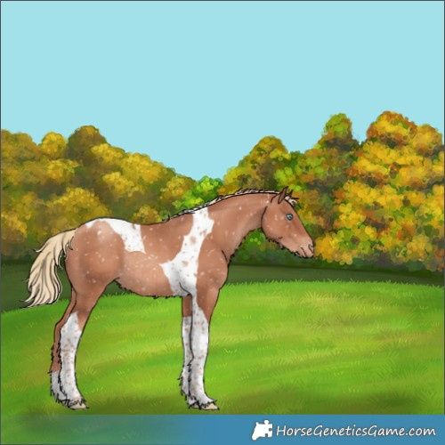 Horse Color:Gold Champagne Tobiano Appaloosa Rabicano
