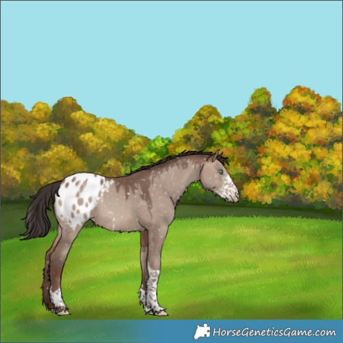 Horse Color:Sable Champagne Dun Sabino Tobiano Appaloosa Rabicano