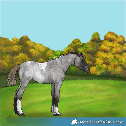 Horse Color:Liver Red Roan Tobiano Appaloosa Rabicano