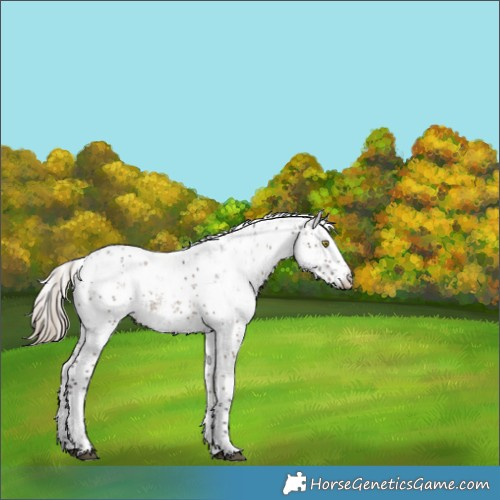 Horse Color:Liver Red Dun Sabino Rabicano 