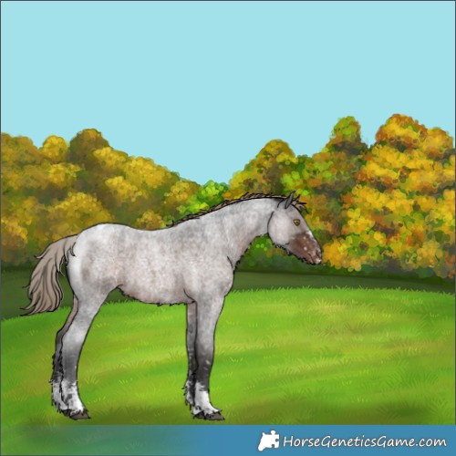 Horse Color:Liver Red Roan Sabino Appaloosa 