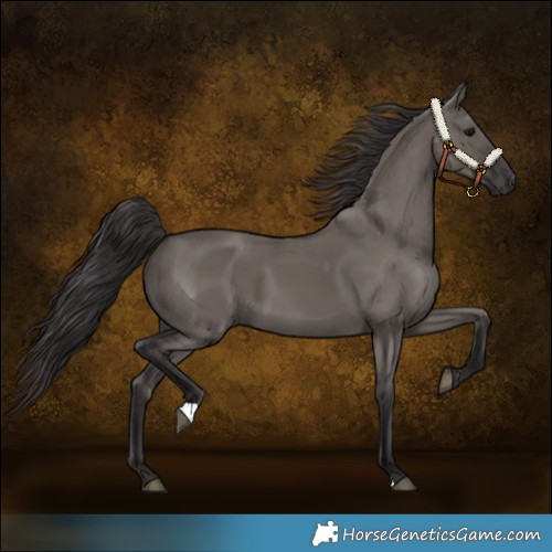 Horse Color:Smoky Grullo