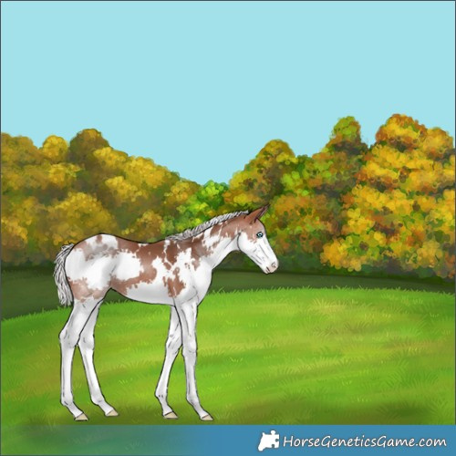 Horse Color:White Spotted Silver Brown Splash 