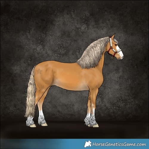 Horse Color:Palomino