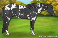 Horse Color:White Spotted Smoky Black