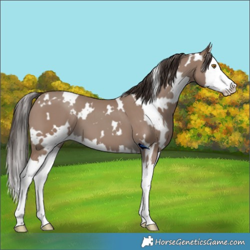 Horse Color:White Spotted Classic Champagne Splash 