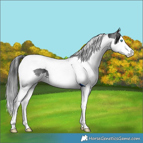 Horse Color:Black Splash Tobiano 