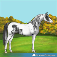 Horse Color:White Spotted Black Tobiano 