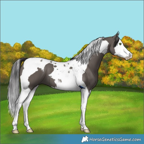 Horse Color:Smoky Grullo Splash Tobiano
