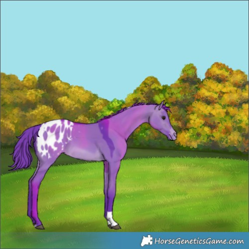 Horse Color:Watercolor Brown Dun Tobiano Appaloosa Rabicano