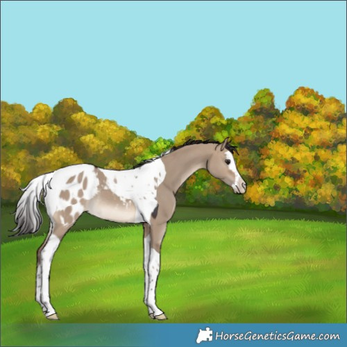 Horse Color:Brown Dun Splash Tobiano Appaloosa Rabicano 