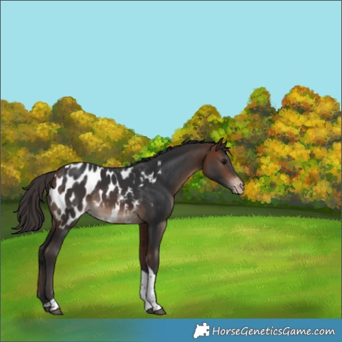 Horse Color:Bay Tobiano Appaloosa Rabicano 
