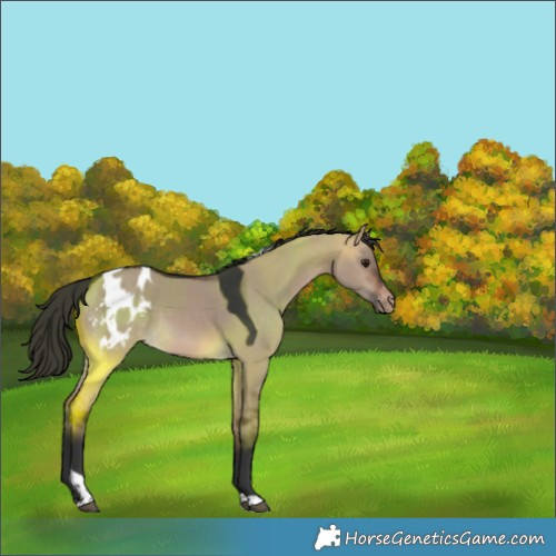 Horse Color:Bay Dun Tobiano Appaloosa Rabicano