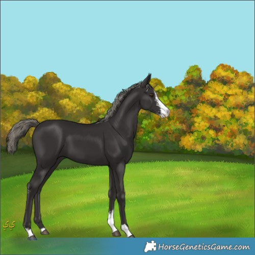 Horse Color:Liver Chestnut Mushroom Sabino