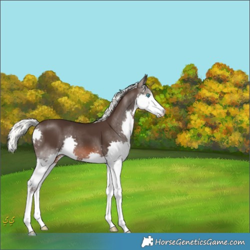 Horse Color:Liver Chestnut Mushroom Splash