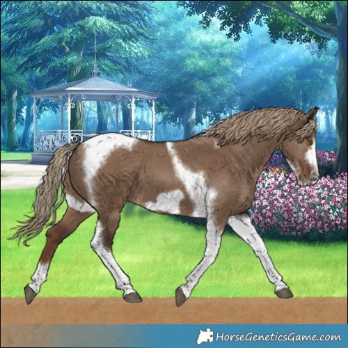 Horse Color:Liver Red Dun Tobiano Frame 