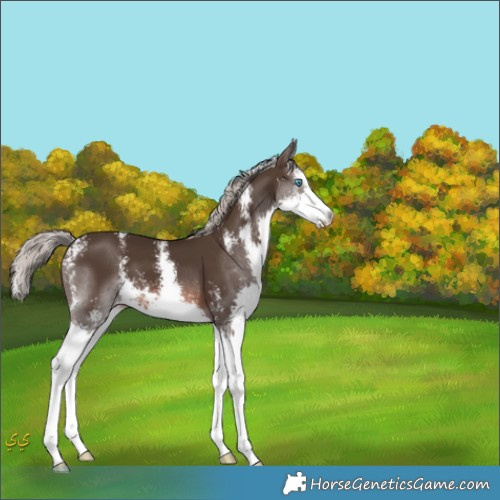 Horse Color:Liver Chestnut Mushroom Sabino Splash 