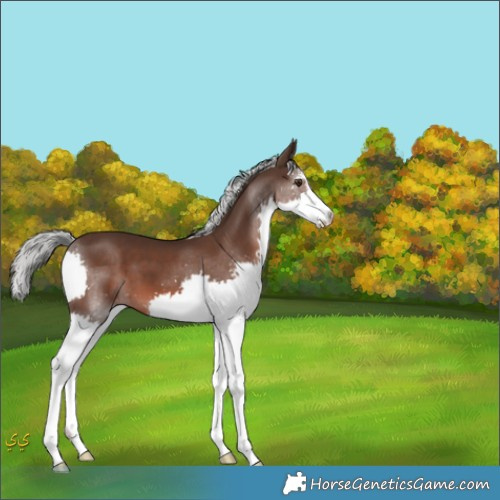 Horse Color:Liver Chestnut Mushroom Sabino Splash