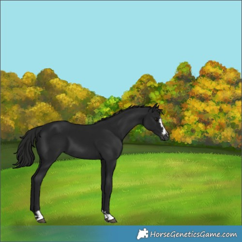 Horse Color:Gray Black Appaloosa