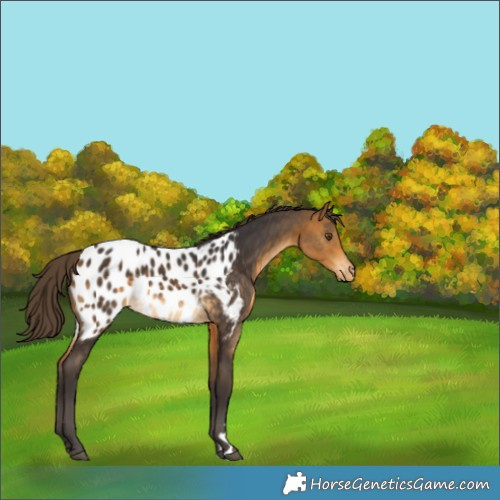 Horse Color:Buckskin Appaloosa