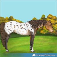 Horse Color:Buckskin Near Leopard