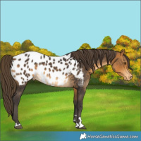 Horse Color:Buckskin Near Leopard 