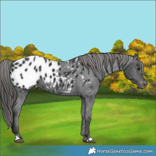 Horse Color:Black Near Leopard 