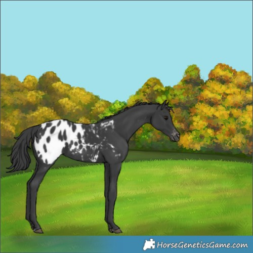 Horse Color:Black Appaloosa 