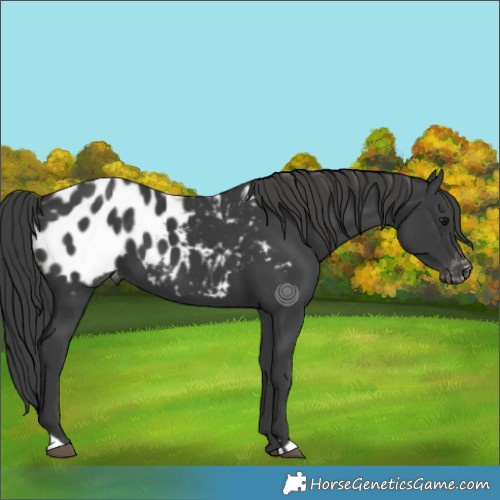 Horse Color:Black Appaloosa