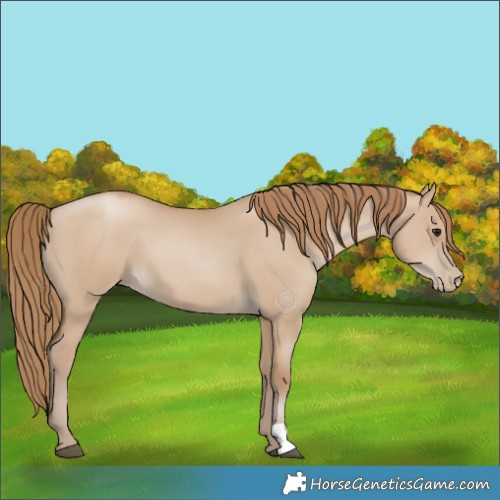 Horse Color:Grullo Pearl 