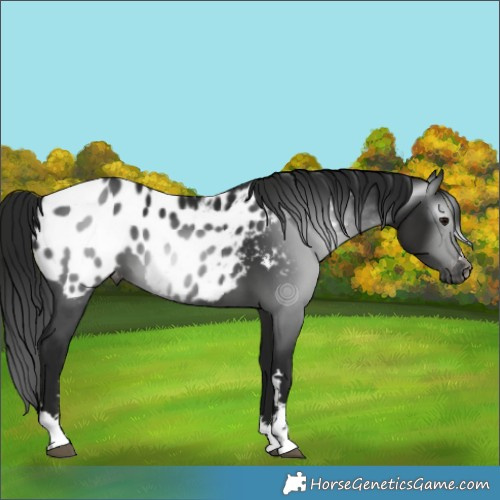 Horse Color:Gray Black Appaloosa 