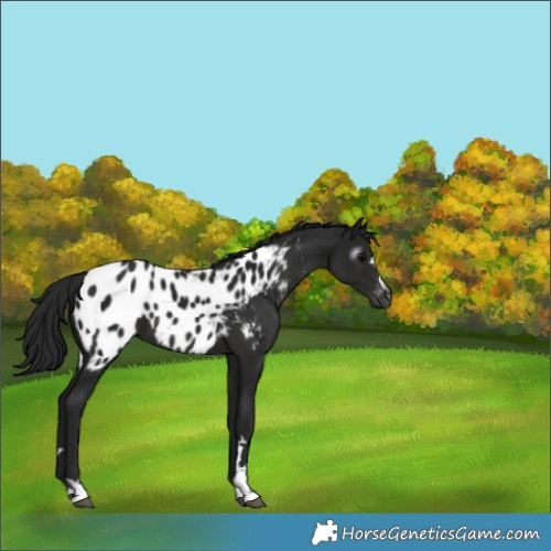 Horse Color:Gray Black Appaloosa 