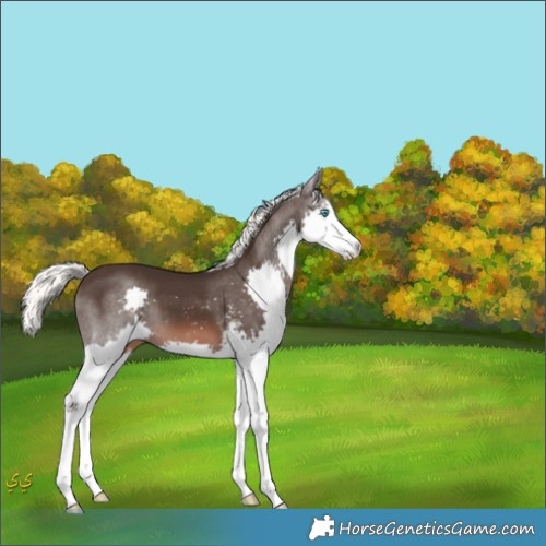 Horse Color:Liver Chestnut Mushroom Sabino Splash 