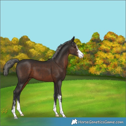 Horse Color:Liver Chestnut Mushroom Sabino