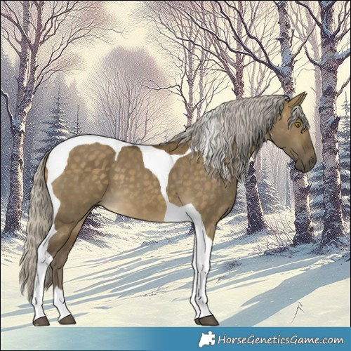 Horse Color:Silver Buckskin Dun Tobiano 
