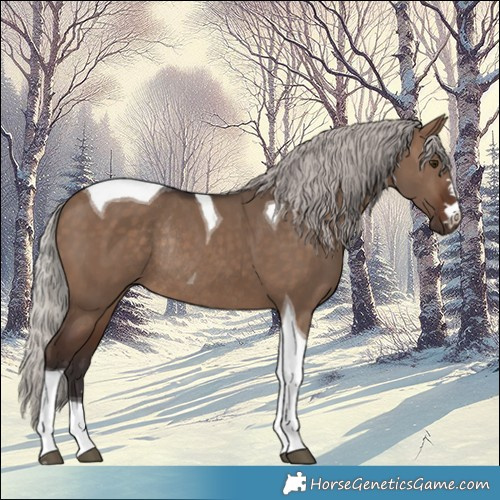 Horse Color:Silver Brown Dun Tobiano Rabicano 