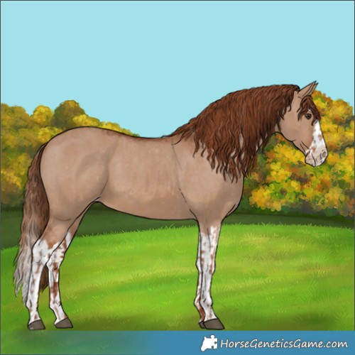 Horse Color:Red Dun Appaloosa  and Red Dun Splash Appaloosa 