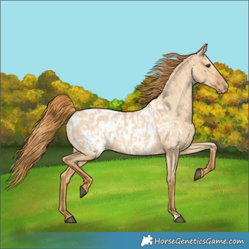 Horse Color:Red Dun Appaloosa  and Red Dun Appaloosa 