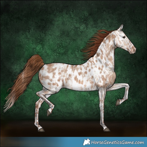 Horse Color:Red Dun Appaloosa  and Red Dun Splash Appaloosa 